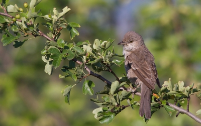 <i class='fa fa-user'></i> Marco Simonis |   Sperwergrasmus  <i class='fa fa-eye'> 309</i>   <i class='fa fa-comment-o'> 8</i>