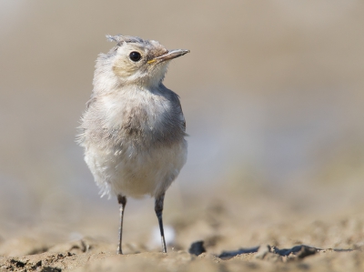 <i class='fa fa-user'></i> Vincent Vuik |   Witte Kwikstaart  <i class='fa fa-eye'> 242</i>  <i class='fa fa-thumbs-up'> 2</i>   <i class='fa fa-comment-o'> 14</i>