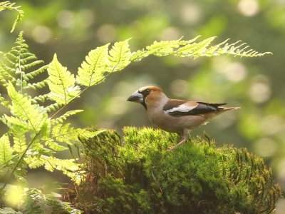 <i class='fa fa-user'></i> Krijn Dijkema |   Appelvink  <i class='fa fa-eye'> 288</i>   <i class='fa fa-comment-o'> 1</i>