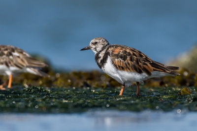 Spelen met een laag standpunt en scherpte diepte zijn zaken die fotograferen leuk maken. Doe daar een mooie vogel bij op een fraaie locatie en het plaatje is compleet.