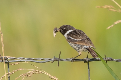 Een tweede foto uit een serie van de Roodborsttapuiten. Deze zat keurig een prooi te verorberen. Je ziet de schilfers uit zijn bek vallen.