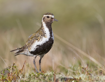 <i class='fa fa-user'></i> Alfred Berkhof |   Goudplevier  <i class='fa fa-eye'> 388</i>  <i class='fa fa-thumbs-up'> 12</i>   <i class='fa fa-comment-o'> 12</i>