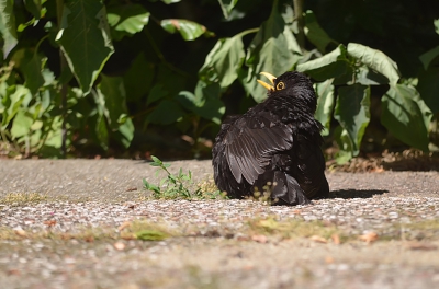 In z'' n zwarte pak is het natuurlijk geen uithouden, zo vol in de zon.