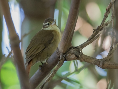 <i class='fa fa-user'></i> Paul van Giersbergen |   Witkraagbladspeurder  <i class='fa fa-eye'> 133</i>   <i class='fa fa-comment-o'> 3</i>