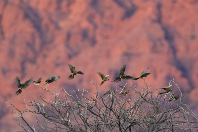 <i class='fa fa-user'></i> Martjan Lammertink |   Holenparkiet  <i class='fa fa-eye'> 215</i>  <i class='fa fa-thumbs-up'> 2</i>   <i class='fa fa-comment-o'> 7</i>