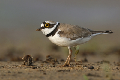 <i class='fa fa-user'></i> Gejo Wassink |   Kleine Plevier  <i class='fa fa-eye'> 278</i>  <i class='fa fa-thumbs-up'> 8</i>   <i class='fa fa-comment-o'> 11</i>