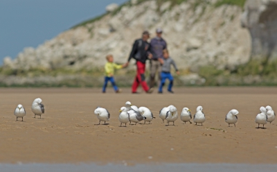 <i class='fa fa-user'></i> nelappelmelk |   Drieteenmeeuw  <i class='fa fa-eye'> 330</i>  <i class='fa fa-thumbs-up'> 4</i>   <i class='fa fa-comment-o'> 10</i>