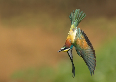 <i class='fa fa-user'></i> Boudewijn Schreiner |   Bijeneter  <i class='fa fa-eye'> 632</i>  <i class='fa fa-thumbs-up'> 39</i>   <i class='fa fa-comment-o'> 24</i>