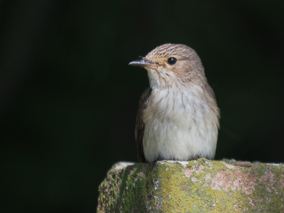 <i class='fa fa-user'></i> Truus Aletta Maan |   Grauwe Vliegenvanger  <i class='fa fa-eye'> 256</i>  <i class='fa fa-thumbs-up'> 1</i>   <i class='fa fa-comment-o'> 12</i>