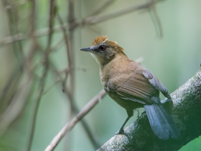 <i class='fa fa-user'></i> Paul van Giersbergen |   Witschoudervuuroog  <i class='fa fa-eye'> 150</i>   <i class='fa fa-comment-o'> 1</i>