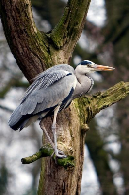 Deze reiger kwam in de dierentuin in Emmen even kijken of er nog wat visjes overbleven na het voeren van de pelikanen.
Bekend verschijnsel maar ik vond het een leuk gezicht zo in de boom.
Canon 20D Canon 70-200mm L IS F2.8 1/640 200 ISO