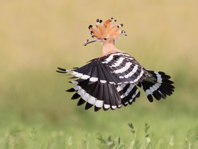 <i class='fa fa-user'></i> Luc Meert |   Hop  <i class='fa fa-eye'> 622</i>  <i class='fa fa-thumbs-up'> 26</i>   <i class='fa fa-comment-o'> 14</i>