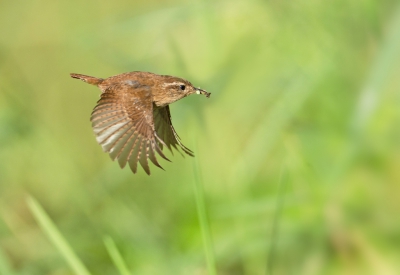 <i class='fa fa-user'></i> Ton Dpp |   Winterkoning  <i class='fa fa-eye'> 317</i>  <i class='fa fa-thumbs-up'> 6</i>   <i class='fa fa-comment-o'> 9</i>