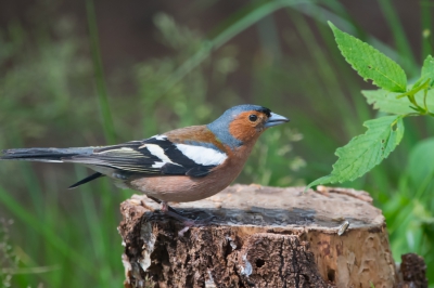 Mijn eerste upload om te 'oefenen'. Ik schiet al mijn foto's in 'raw' (Nikon NEF) en heb dus wel erg veel moeten verkleinen om de maximale afmeting te kunnen halen. Hopelijk blijft het een aardige foto om naar te kijken.