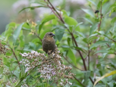 <i class='fa fa-user'></i> Paul van Giersbergen |   Bruinkaptroepiaal  <i class='fa fa-eye'> 143</i>   <i class='fa fa-comment-o'> 0</i>