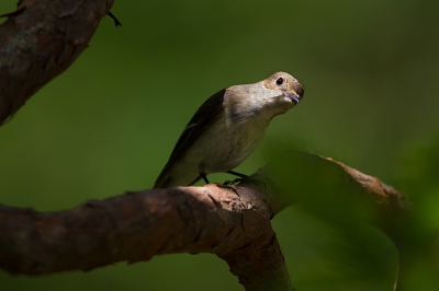 <i class='fa fa-user'></i> Alex Roetemeijer |   Bonte Vliegenvanger  <i class='fa fa-eye'> 190</i>  <i class='fa fa-thumbs-up'> 2</i>   <i class='fa fa-comment-o'> 3</i>