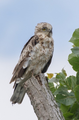 De Slangenarend is voor mij een nieuwe soort dus zeker een reden om op pad te gaan. Vanmorgen liet hij zich heel goed zien. Een prachtige vogel, ondanks dat hij volgens sommigen niet in beste conditie zou verkeren.