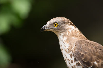 Vorig jaar in Salzburg dierentuin zag ik deze Wespendief en heb ik deze foto gemaakt . De reden waarom ik nu deze foto post is dat ik vorige week op de Veluwe in het wild ook een Wespendief ben tegengekomen. Deze bleef echter niet zo mooi stil zitten als degene in Salzburg (de foto van vorige week is niet zo scherp helaas). Toch, om zo'n majestueuze vogel van dichtbij in Nederland te zien is geweldig!