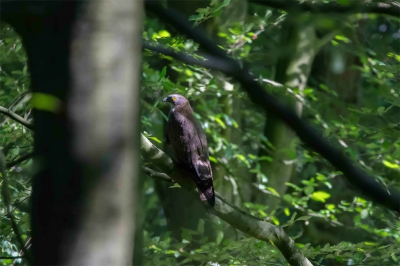 Op onze wandeltocht door de Veluwe zagen we een grote vogel landen in een boom voor ons. Ik dacht eerst dat het een buizerd was maar later bij bestudering van de foto zag ik het gele oog en wist dat ik geluk had met deze ontmoeting; een wespendief! Omdat de vogel redelijk zeldzaam is bied ik de foto aan voor plaatsing ookal is het jammer dat de boom zo in de weg staat.