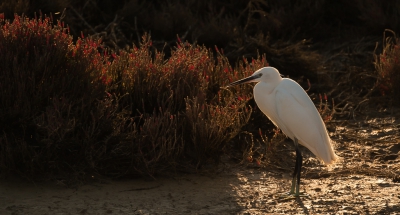 <i class='fa fa-user'></i> arnold merckx |   Kleine Zilverreiger  <i class='fa fa-eye'> 229</i>  <i class='fa fa-thumbs-up'> 4</i>   <i class='fa fa-comment-o'> 7</i>