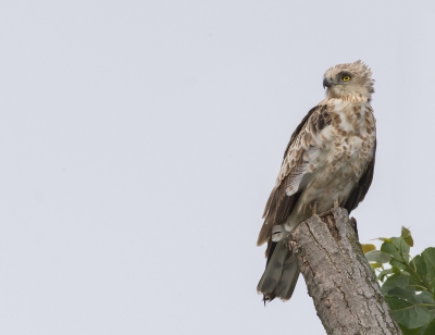 Derde foto uit de serie van de Slangenarend. Nu met een vierkante uitsnede en een andere pose van de Slangenarend. De vogel ook meer ruimte gegeven in de uitsnede.