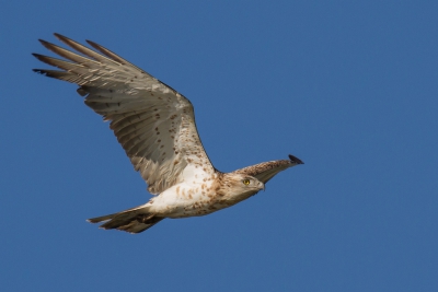 <i class='fa fa-user'></i> Marco Simonis |   Slangenarend  <i class='fa fa-eye'> 351</i>  <i class='fa fa-thumbs-up'> 6</i>   <i class='fa fa-comment-o'> 7</i>