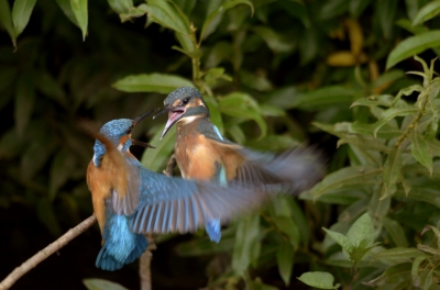 Ijsvogeljong wordt door ouder ijsvogelmannetje weggejaagd om zelfstandig te leren worden. Vond de sfeer n het moment erg pakkend.