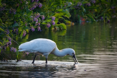 De foto is gemaakt vroeg in de avond. De nestplaats van lepelaars is ongeveer een kilometer verderop en ik had de vogel hier niet eerder gezien. Zevend door het water liepen er twee lepelaars langs de oever heen en weer om een maaltje te vangen. Vond dit een leuke foto ook door de paarse bloemen op de achtergrond.