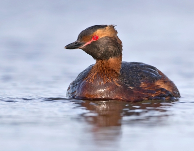 <i class='fa fa-user'></i> Alfred Berkhof |   Kuifduiker  <i class='fa fa-eye'> 415</i>  <i class='fa fa-thumbs-up'> 6</i>   <i class='fa fa-comment-o'> 7</i>