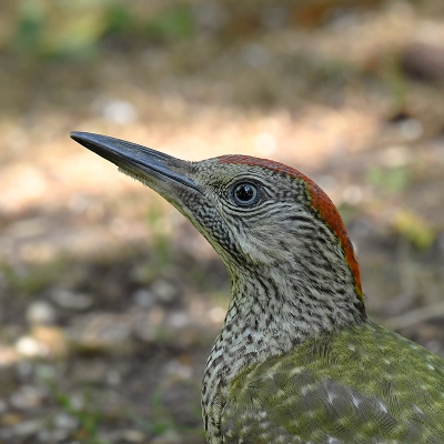 <i class='fa fa-user'></i> henkdikkers |   Groene Specht  <i class='fa fa-eye'> 354</i>  <i class='fa fa-thumbs-up'> 7</i>   <i class='fa fa-comment-o'> 9</i>