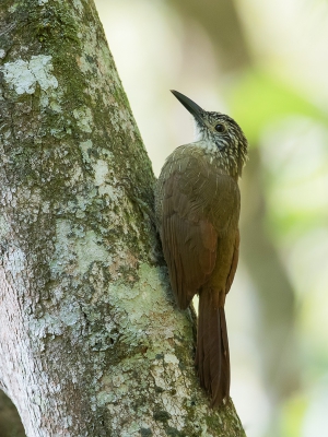 <i class='fa fa-user'></i> Paul van Giersbergen |   Planaltomuisspecht  <i class='fa fa-eye'> 152</i>   <i class='fa fa-comment-o'> 2</i>