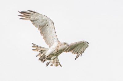 Mijn laatste uit de serie Slangenarend. Hoewel het nu wel meer om de bewerking dan de vogel gaat. Maar weer eens aan het experimenteren geslagen. Ik durf het geen high key te noemen. Na eindeloos schuiven hoop ik de goede balans gevonden te hebben tussen contrast, kleur scherpte etc. Best lastig vond ik. Ik hoor graag jullie opmerkingen en tips voor een volgende keer.