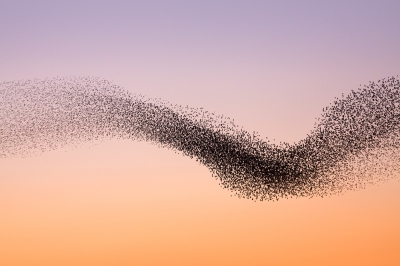 <i class='fa fa-user'></i> Bart Breet |   Spreeuw  <i class='fa fa-eye'> 403</i>  <i class='fa fa-thumbs-up'> 9</i>   <i class='fa fa-comment-o'> 13</i>