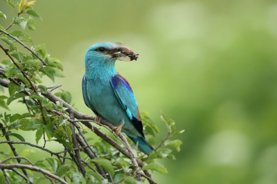 <i class='fa fa-user'></i> Frank Kremer |   Scharrelaar  <i class='fa fa-eye'> 395</i>  <i class='fa fa-thumbs-up'> 13</i>   <i class='fa fa-comment-o'> 16</i>