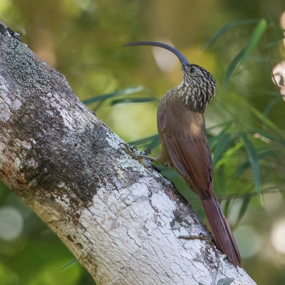 <i class='fa fa-user'></i> Paul van Giersbergen |   Zwartsnavelmuisspecht  <i class='fa fa-eye'> 182</i>   <i class='fa fa-comment-o'> 6</i>