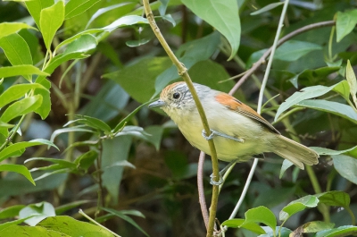<i class='fa fa-user'></i> Paul van Giersbergen |   Roodrugmiervireo  <i class='fa fa-eye'> 152</i>   <i class='fa fa-comment-o'> 0</i>
