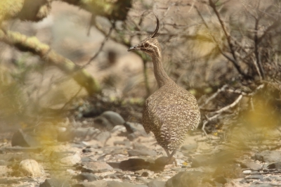 <i class='fa fa-user'></i> Martjan Lammertink |   Kuiftinamoe  <i class='fa fa-eye'> 154</i>   <i class='fa fa-comment-o'> 3</i>