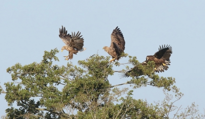 <i class='fa fa-user'></i> thijsglastra |   Zeearend  <i class='fa fa-eye'> 553</i>  <i class='fa fa-thumbs-up'> 18</i>   <i class='fa fa-comment-o'> 17</i>