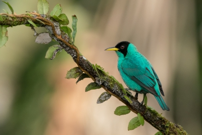 Gefotografeerd bij de Laguna del Lagarto Lodge in Costa Rica.