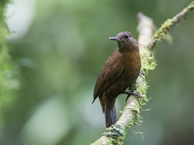 <i class='fa fa-user'></i> Paul van Giersbergen |   Roodborstbladkrabber  <i class='fa fa-eye'> 139</i>   <i class='fa fa-comment-o'> 3</i>