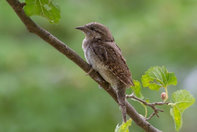 <i class='fa fa-user'></i> Marco Simonis |   Draaihals  <i class='fa fa-eye'> 282</i>  <i class='fa fa-thumbs-up'> 4</i>   <i class='fa fa-comment-o'> 6</i>