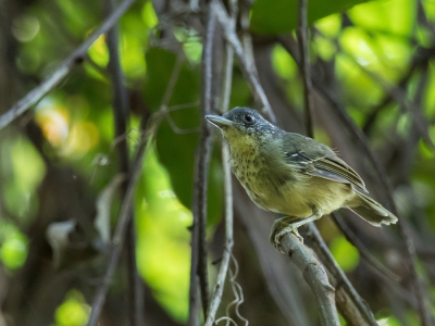 <i class='fa fa-user'></i> Paul van Giersbergen |   Vlekkeelmiervireo  <i class='fa fa-eye'> 141</i>   <i class='fa fa-comment-o'> 0</i>