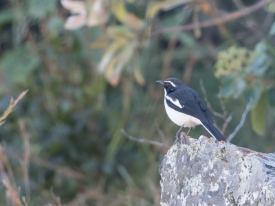 <i class='fa fa-user'></i> Paul van Giersbergen |   Holenlawaaimaker  <i class='fa fa-eye'> 191</i>   <i class='fa fa-comment-o'> 1</i>