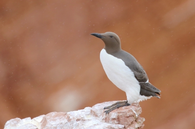 <i class='fa fa-user'></i> thijsglastra |   Zeekoet  <i class='fa fa-eye'> 338</i>  <i class='fa fa-thumbs-up'> 3</i>   <i class='fa fa-comment-o'> 17</i>