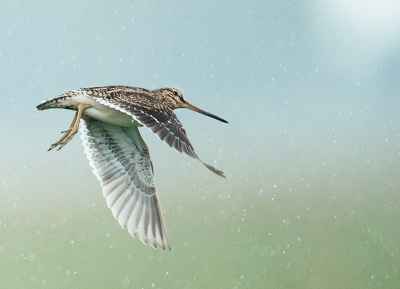 <i class='fa fa-user'></i> Wilfried Solarz |   Watersnip  <i class='fa fa-eye'> 387</i>  <i class='fa fa-thumbs-up'> 17</i>   <i class='fa fa-comment-o'> 17</i>