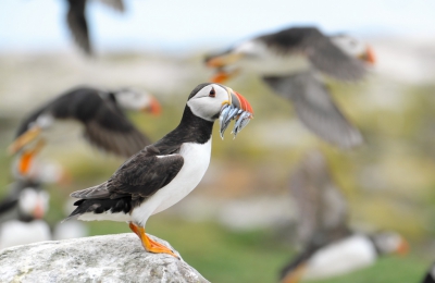 <i class='fa fa-user'></i> Gert-Jan Cromwijk |   Papegaaiduiker  <i class='fa fa-eye'> 374</i>  <i class='fa fa-thumbs-up'> 6</i>   <i class='fa fa-comment-o'> 9</i>