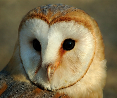 deze kerkuil was opgenomen in een vogelopvangcentrum