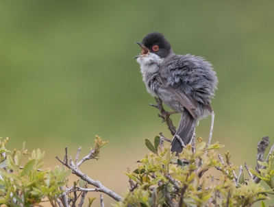 <i class='fa fa-user'></i> loek van de Leur |   Kleine Zwartkop  <i class='fa fa-eye'> 357</i>  <i class='fa fa-thumbs-up'> 12</i>   <i class='fa fa-comment-o'> 12</i>