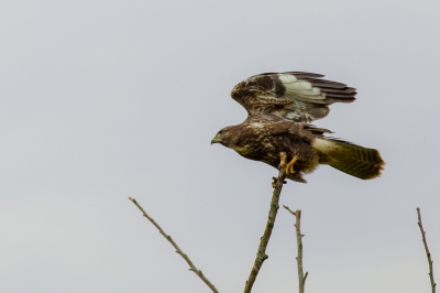 Na dagen speuren om een buizerd van dichtbij te fotograferen, lukte het vanuit de auto achter een boom verstopt deze buizerd te fotograferen.