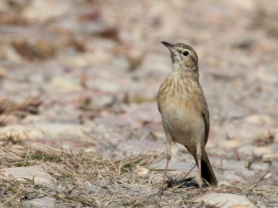 <i class='fa fa-user'></i> Paul van Giersbergen |   Vaalrivierpieper  <i class='fa fa-eye'> 180</i>   <i class='fa fa-comment-o'> 2</i>